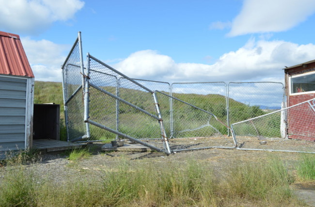 Mitch Erickson’s dog pen was smashed by a muskox this weekend, and his dog Onslo was mauled. (Photo by Jenn Ruckel/KNOM)