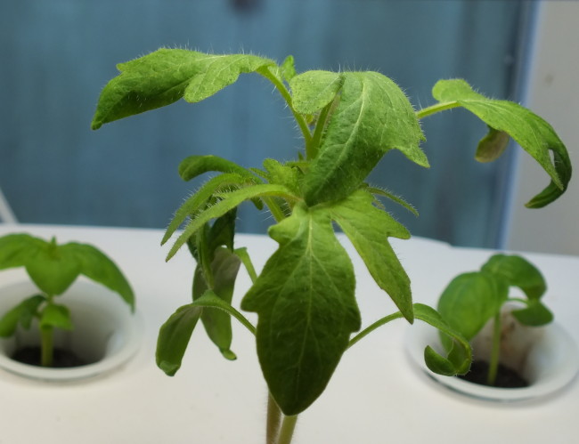 Tomato seedlings outpace basil in a hydroponic planter. (Photo by Matt Miller/KTOO)