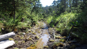 A wooded area of the “Boomer Lands.” It’s located on Chichagof Island. (Photo courtesy of the Forest Service)