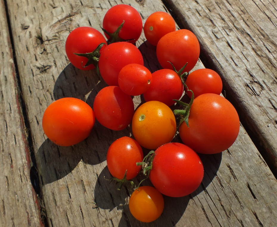 Ed Buyarski's tomatoes as they were featured on Sept. 3 edition of Gardentalk, just before they were consumed. (Photo by Matt Miller/KTOO)