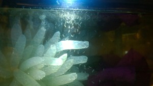 This photo was called Squidnado because of the tornado-like formation of market squid hatchlings that swam toward the light. (Photo courtesy Gordon Garcia/NOAA)